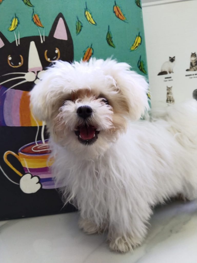 Mascota desparasitada interna y externamente en evaluación médica completa